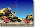 3Dフィッシュ アクアリアル DELUXE 体験版 for NEC