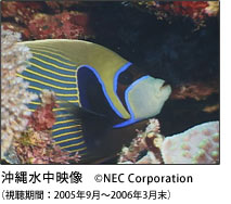 ꐅf (C)NEC CorporationiԁF2005N9`2006N3j